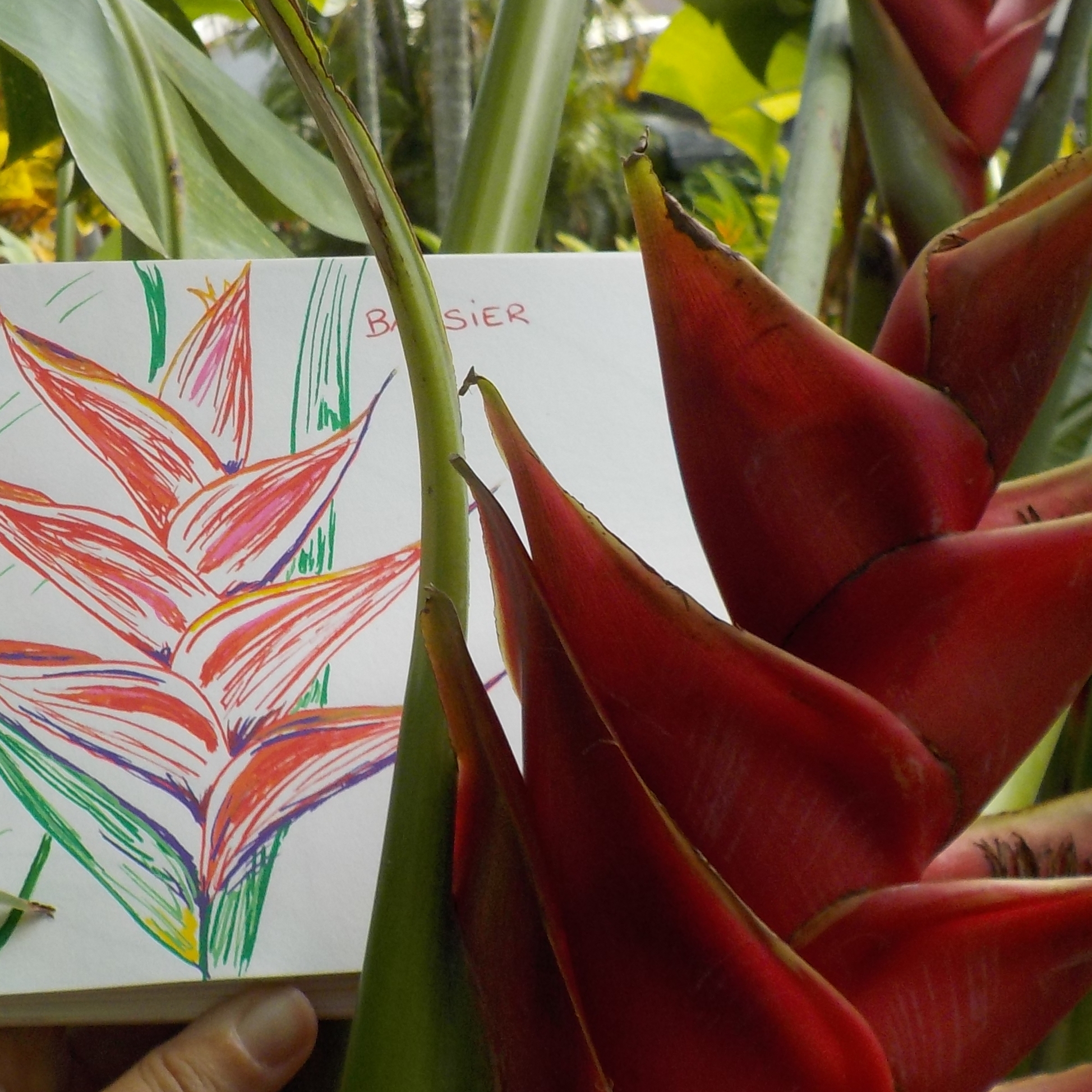 balisier fleur dessin rouge plante tropicale antilles