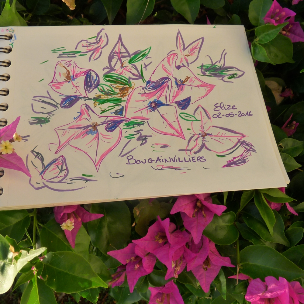 bougainvillier bougainvillée