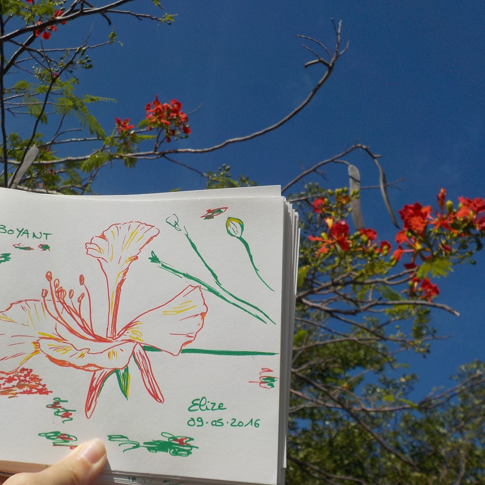 flamboyant arbre antille fleur rouge