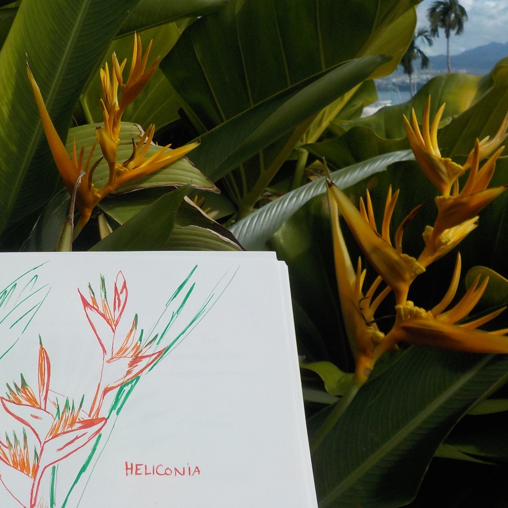 heliconia plante tropicale