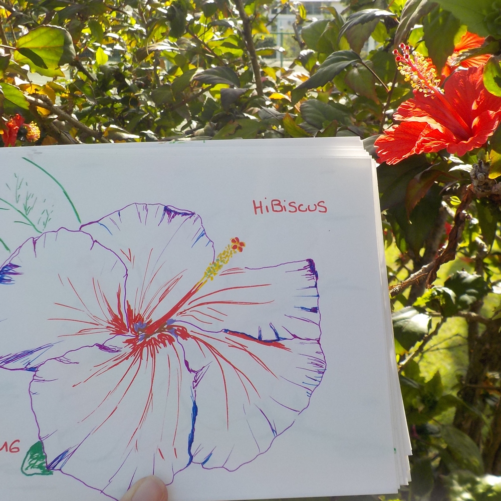 hibiscus fleur dessin