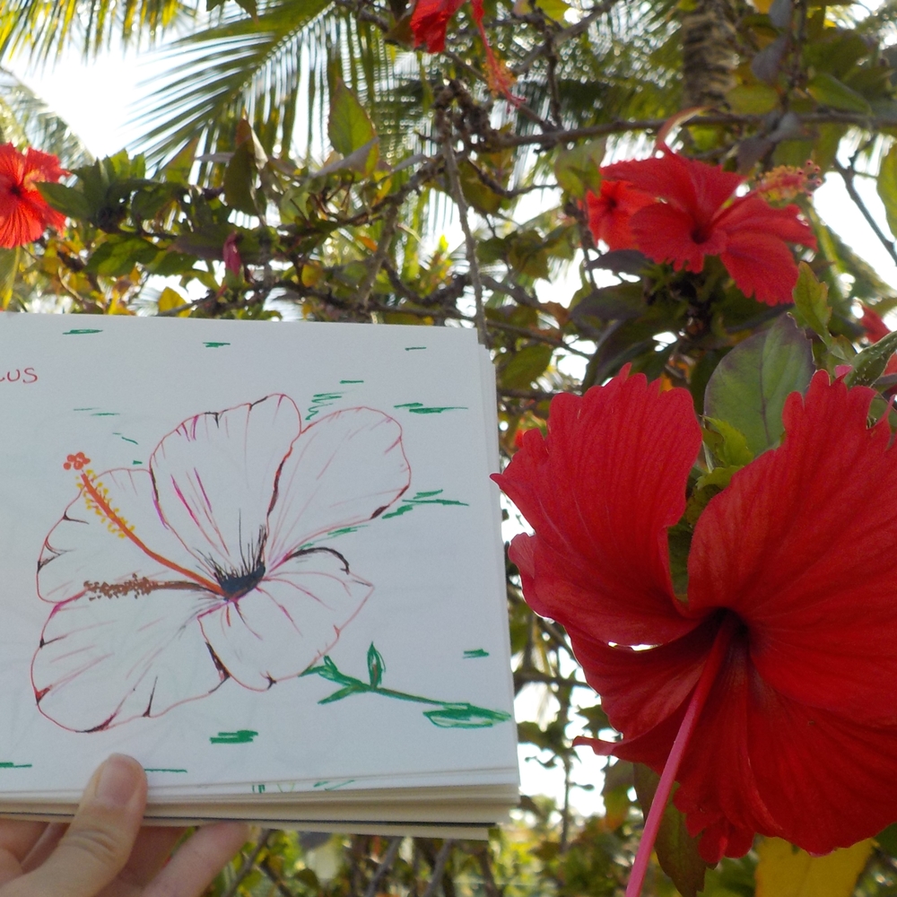 hibiscus rouge photo dessin