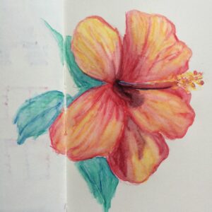 hibiscus dessins aquarelle