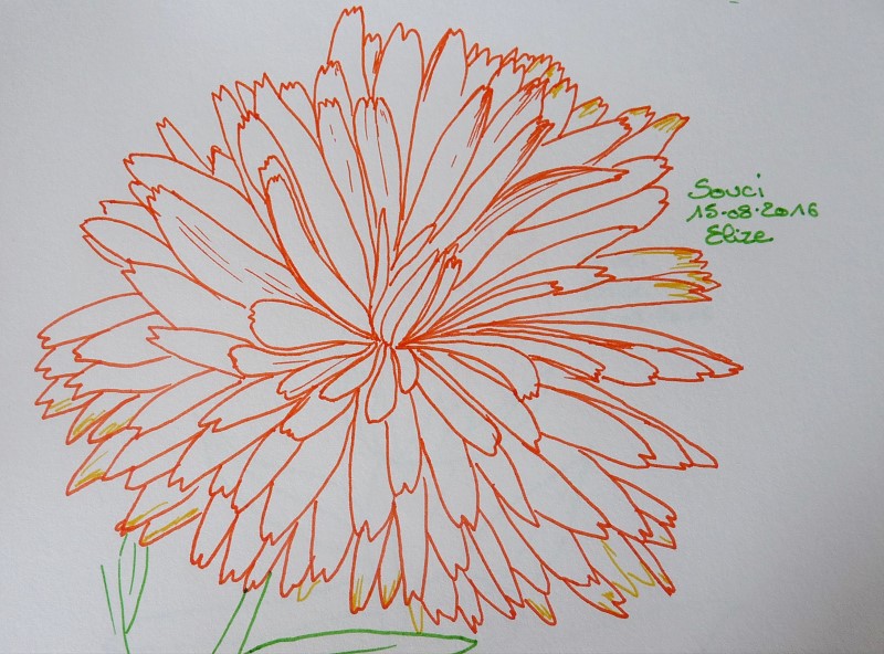 fleur de souci orange, dessin
