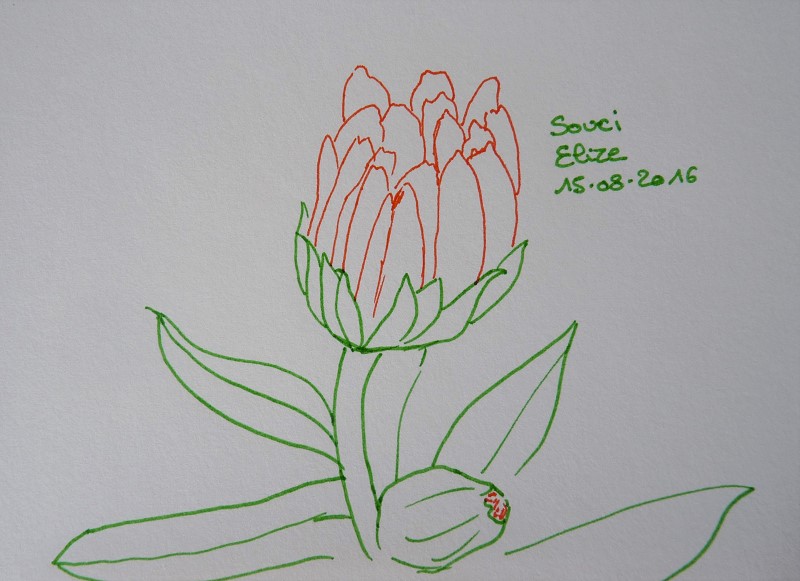 bouton de fleur de souci, dessin au feutres