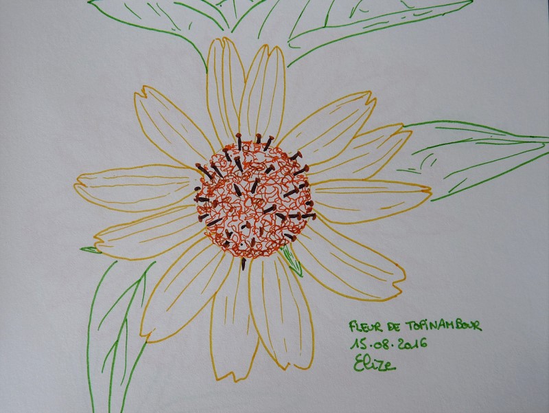 fleur de topinambour, dessin aux feutres