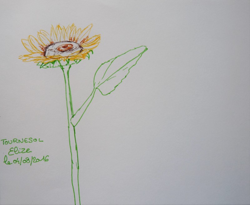 fleur de tournesol, dessin au feutre