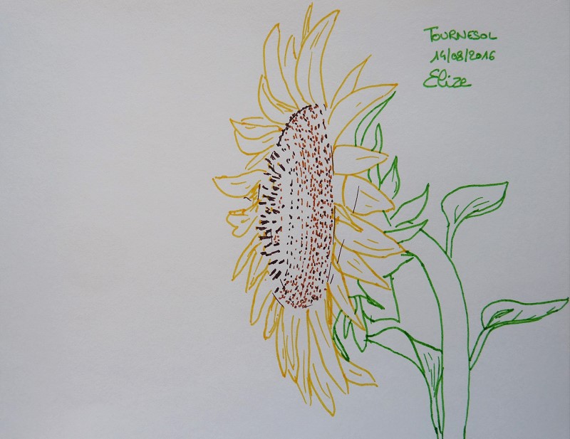 fleur de tournesol, dessin au feutre