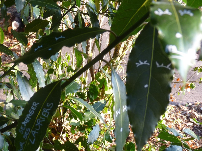 feuille-laurier-street-art-vert-vegetal