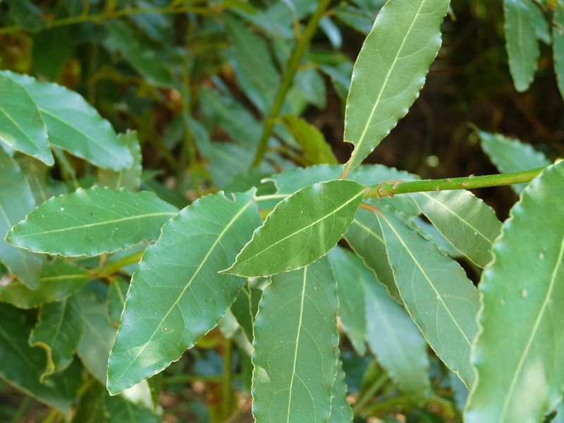 laurier feuille