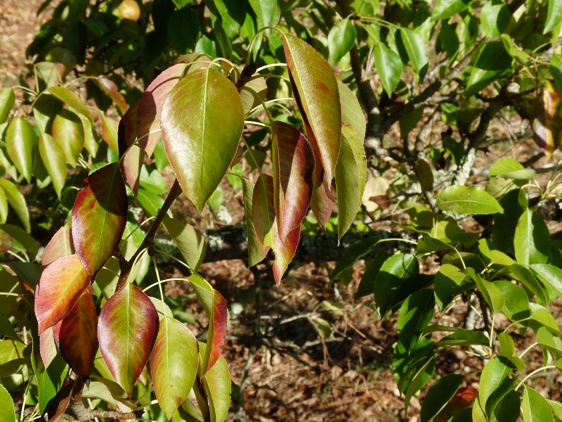 poirier feuille vert rouge