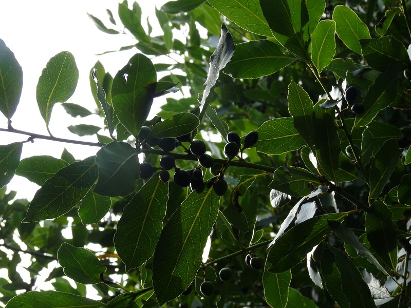 laurier feuille fruit