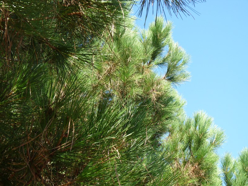 pin arbre ciel épines