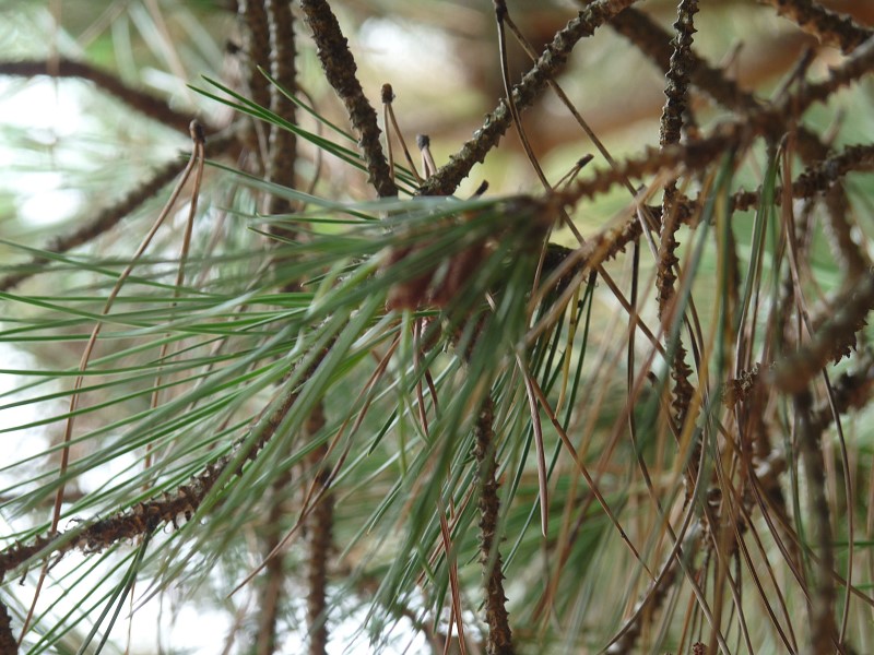 pin arbre détail aiguilles