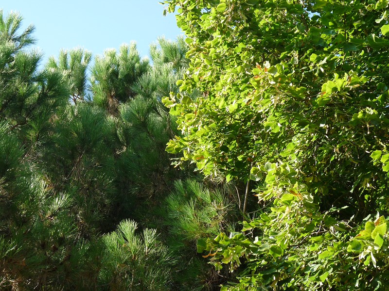 tilleul pin ciel et arbres feuille