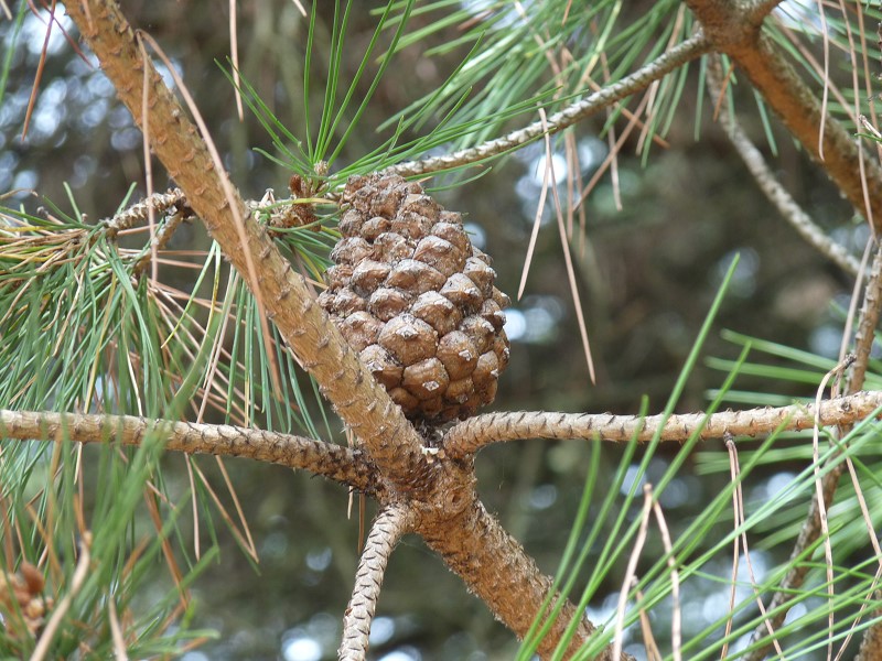 pomme de pin branche arbre