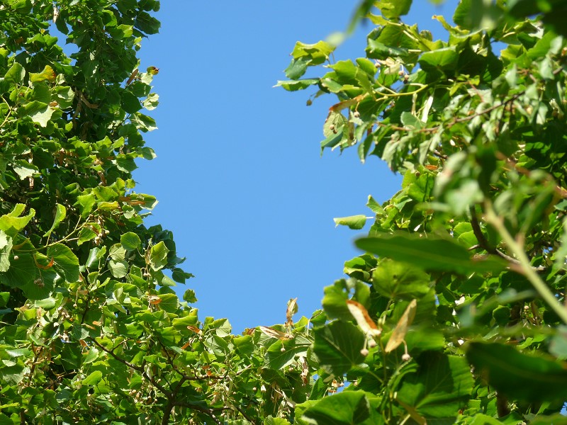 ciel et arbres feuille tilleul