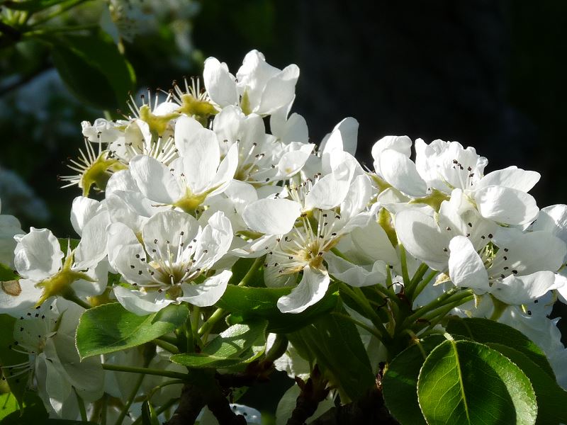 fleur blanche cerisier printemps