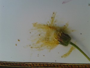 pigment fleur jaune