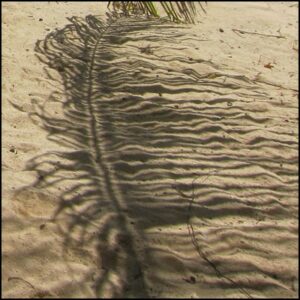 sable ombre palmier