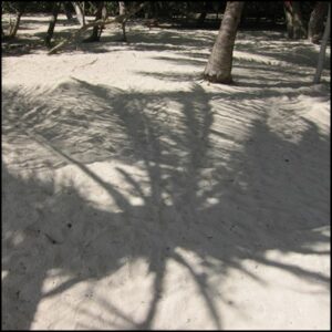 sable ombre palmier