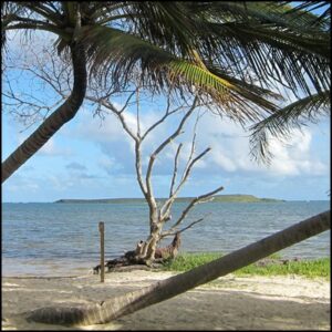 bois flotté mer plage