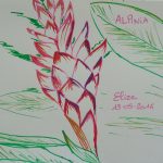 alpinia fleurs tropicales dessin rouge