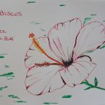 hibiscus fleurs tropicales dessin rouge martinique