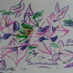 bougainvillier bougainvillée fleurs tropicales dessin violet