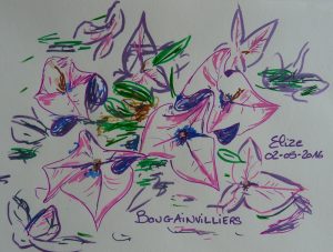 bougainvillier bougainvillée fleurs tropicales dessin violet