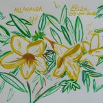 allamanda