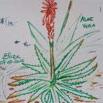 aloe vera fleurs tropicales dessin rouge vert plante