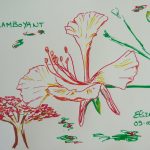 fleur flamboyant fleurs tropicales dessin rouge