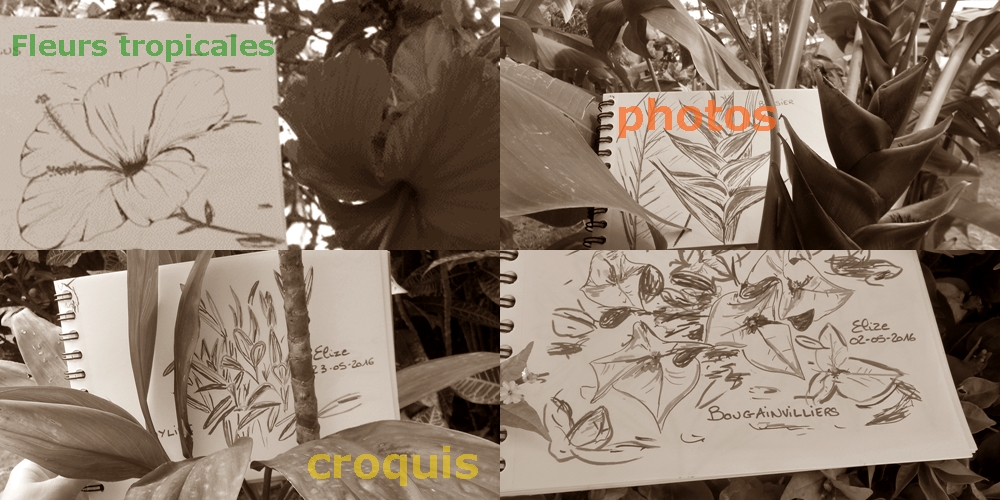 fleurs tropicales dessin photo hibiscus