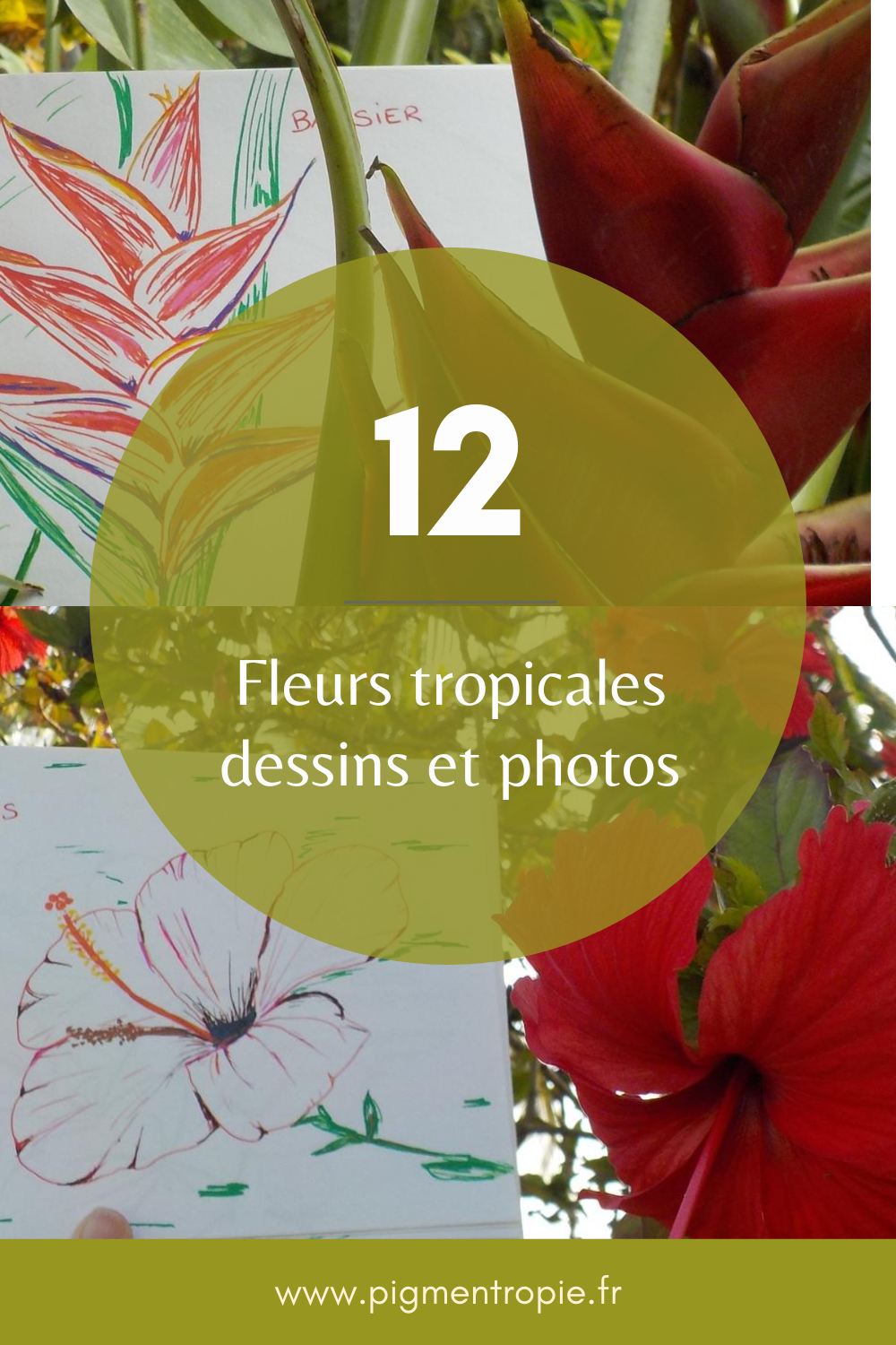 découvrir 12 fleurs des tropiques en dessin et en photo