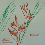 fleurs tropicales dessin rouge heliconia orange