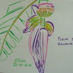 fleur de bananier fleurs tropicales dessin violet