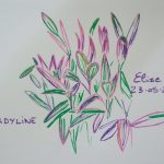 cordyline fleurs tropicales dessin plante