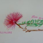 calliandra fleurs tropicales dessin rouge plumeau