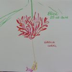 hibiscus corail fleurs tropicales dessin rouge