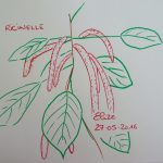 ricinelle fleurs tropicales dessin rouge queue de chat