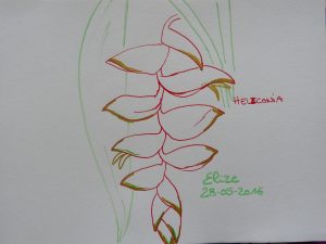 heliconia fleurs tropicales dessin rouge suspendu