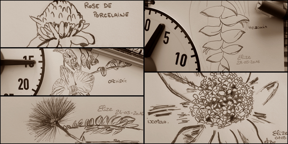 dessin dessiner fleur tropicale