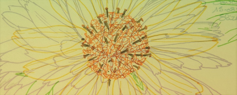 héliotropisme fleur tournesol jaune soleil