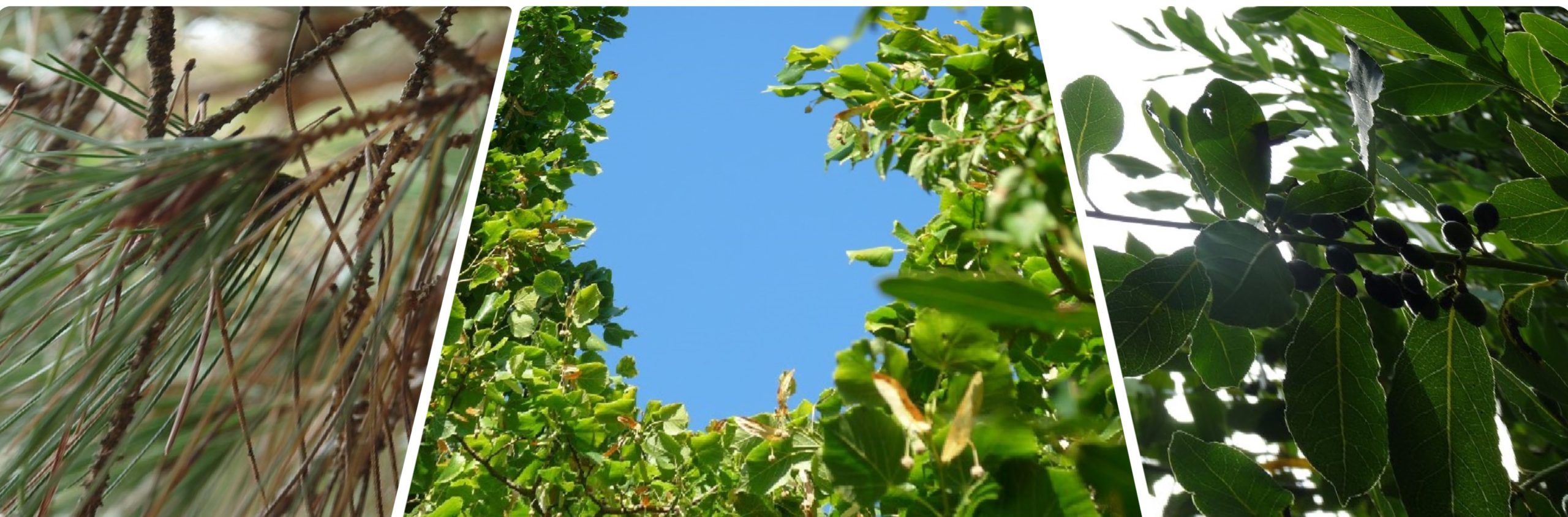 baniere ciel et arbres