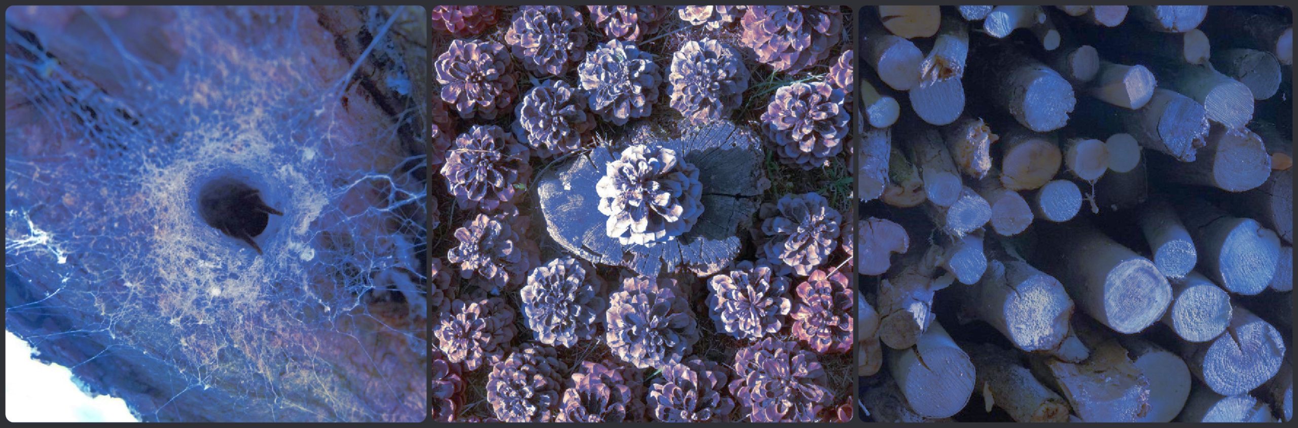 mandala dans la nature rond cercle pomme de pin banière