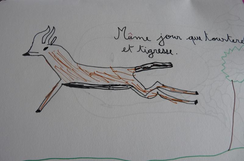 gazelle dessin enfant
