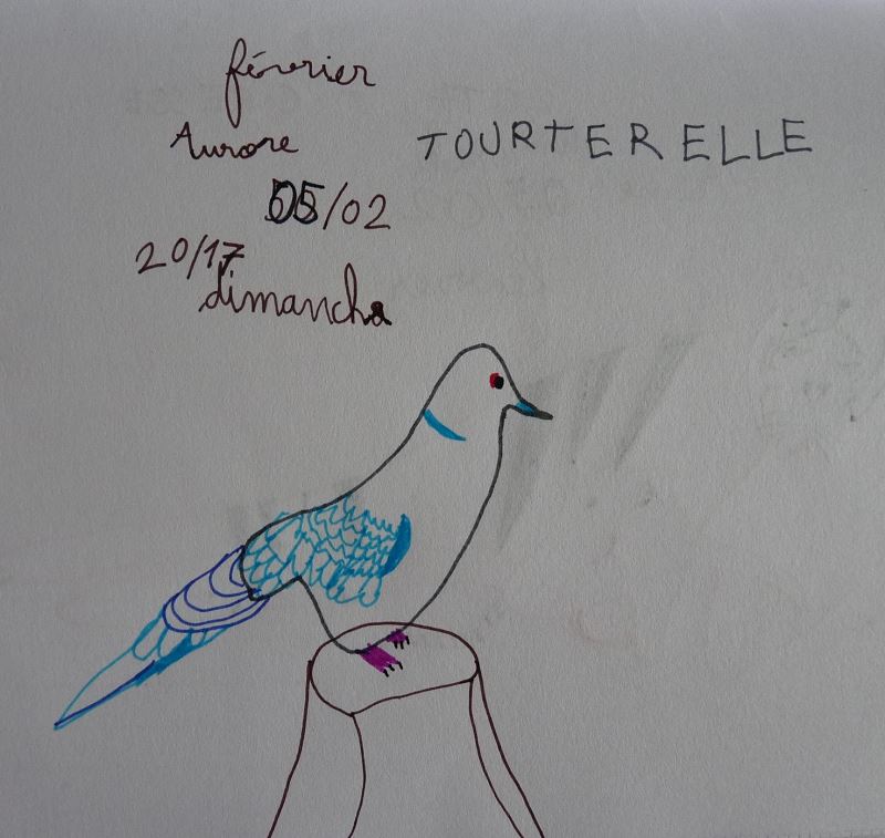 Tourterelle dessin enfant